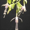 Fuchsia 'Enstone' (Fuchsia 'Enstone')