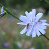 Cichorium intybus (Chicory)