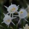 Narcissus cantabricus subsp. cantabricus var. cantabricus (White hoop petticoat daffodil)