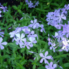 Phlox divaricata 'Blue Perfume' (Wild sweet william 'Blue Perfume')