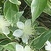 Myrtus communis 'Variegata'