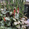 Gunnera prorepens (Creeping rhubarb)