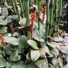 Gunnera prorepens (Creeping rhubarb)