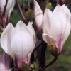 Magnolia 'Hong Yun' (Magnolia 'Hong Yun')