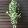 Amelanchier alnifolia 'Obelisk'  (Alder-leaved serviceberry 'Obelisk' )