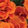 Eschscholzia californica 'Rosebud Orange'