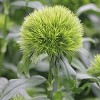 Dianthus barbatus 'Green Trick' (Sweet william 'Green Trick')
