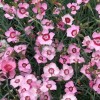 Dianthus Allwoodii Alpinus Group (Allwood's pink)