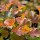 Physocarpus opufolius 'Amber Jubilee'