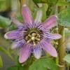 Passiflora x belotii (Blue passion flower)