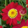 Argyranthemum 'Meteor Red' (Daisy Crazy Series) (Marguerite 'Meteor Red')