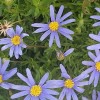 Felicia amelloides 'Felicitara Blue' (Blue daisy 'Felicitara Blue')