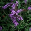 Buddleja davidii 'Buzz Violet' (Buzz Series) (Butterfly bush 'Buzz Violet')