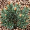 Pinus sylvestris 'Chantry Blue' (Scot's pine 'Chantry Blue')