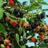 Rubus 'Adrienne' (Blackberry 'Adrienne') Part of edible wildlife hedging.