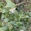 Daphne odora 'Aureomarginata' (Gold-edged winter daphne)