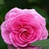 Rosa 'Cotillion' (Rose 'Cotillion')
