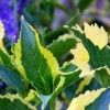 Hydrangea macrophylla 'Goldrush' (Hydrangea 'Goldrush')