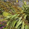 Phormium cookianum subsp. hookeri 'Tricolor' (Mountain flax 'Tricolor')