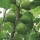 Ficus carica 'White Marseilles' 