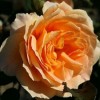 Rosa 'Courvoisier' (Rose 'Courvoisier')