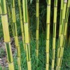 Phyllostachys aureosulcata (Yellow-groove bamboo)