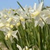 Narcissus 'Toto' (Daffodil 'Toto')