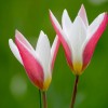 Tulipa 'Peppermintstick' (Tulip 'Peppermintstick')