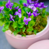 Viola odorata (Sweet violet)