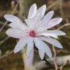 Magnolia stellata 'Rosea' (Star magnolia 'Rosea' )