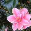             Camellia japonica 'Yours Truly' (Camellia 'Yours Truly')        