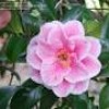 Camellia japonica 'Yours Truly' (Camellia 'Yours Truly')