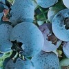 Vaccinium corymbosum 'Paty' (Highbush blueberry 'Paty')