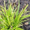 Carex oshimensis 'Everillo' (Sedge 'Everillo')