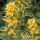 Lysimachia punctata 'Golden Alexander' 