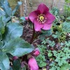 Helleborus (Rodney Davey Marbled Group) 'Penny's Pink' (Lenten rose 'Penny's Pink')