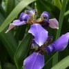 Iris spuria (Blue iris)