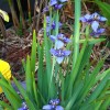 Iris spuria (Blue iris)