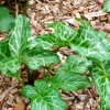 Arum italicum (Italian arum)