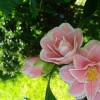 Camellia japonica 'Kerguelen' (Camellia 'Kerguelen')