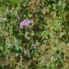 Verbena bonariensis (Purple top)