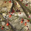 Euonymus alatus (Winged spindle tree)