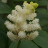 Maianthemum racemosum subsp. amplexicaule 'Emily Moody' (False spikenard 'Emily Moody')