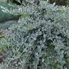 Salix repens 'Voorthuizen'