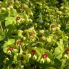 Euphorbia x martinii (Martin's spurge)