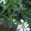 Physostegia virginiana 'Crystal Peak White'  (Obedient plant 'Crystal Peak White' )