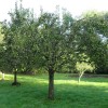 Pyrus communis 'Conference' (Pear 'Conference')