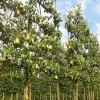 Pyrus communis 'Conference' (Pear 'Conference')
