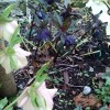Helleborus x hybridus 'Black Beauty'