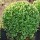 Buxus (any variety)